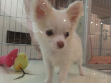 ポチたま(*´∀｀*)