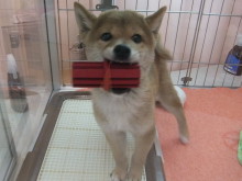 お迎えになりました(*´▽｀*)