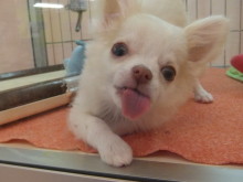 トリミングキャンペーン(*ﾟ▽ﾟ*)