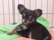 ☆今日のポチたま☆