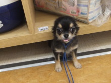 お散歩デビュー(*ﾟ▽ﾟ*)