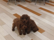 ドッグラン(*ﾟ▽ﾟ*)