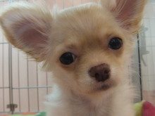 今日のポチたま(*´∀｀*)