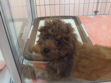 トイプーちゃん(*ﾟ▽ﾟ*)