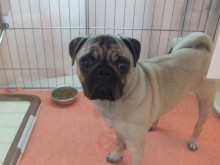 ☆今日のポチたま(*´▽｀*)☆