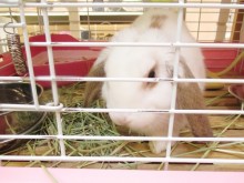 ☆今日のポチたま☆