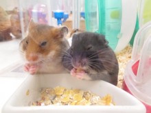 ☆今日のポチたま☆