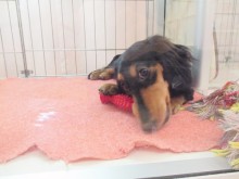 ☆オモチャに夢中☆