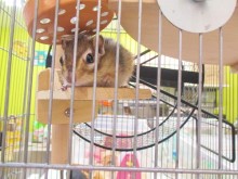 ☆今日のポチたま( ´ ▽ ` )☆