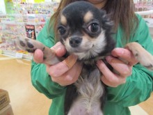 ドッグラン(*´▽｀*)