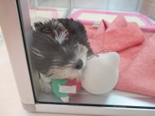 ☆今日のポチたま(*´ω｀*)☆