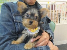 ☆お迎えになりました(´∀｀)☆