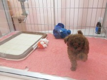 ☆トイプードルの男の子☆