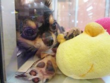 ☆今日のポチたま(´∀｀)☆