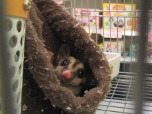 ☆小動物さん☆