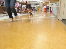 ☆お知らせ＆今日のポチたま☆