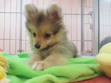 ☆お知らせ＆今日のポチたま(^ ^)☆