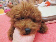 ☆甘えん坊のトイプー君(´∀｀)☆