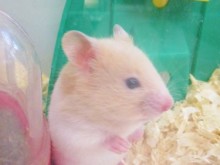 ☆ゴールデンハムスター( ´艸｀)☆