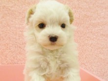 ☆仲間入りしました☆