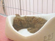 ☆今日のポチたま(^-^)☆