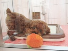 ☆トイプーちゃん☆