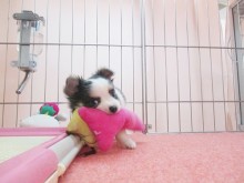 ☆やんちゃっ仔に成長中(*^_^*)☆