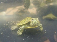 ☆カメさん仲間入り～☆