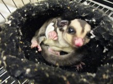 ☆仲間入りしました☆