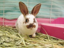 ☆小動物コーナー賑わってます☆