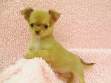 ☆仲間入りしました(*^_^*)☆