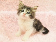 ☆仲間入りしました(*^_^*)☆