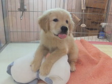 ポチたま(｀・ω・´)