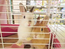 ☆今日のポチたま☆