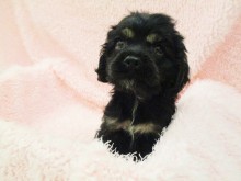 ☆仲間入りしました☆