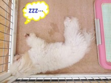 ☆暇そうなトイプーちゃん☆