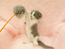 ☆遊ぶニャ♪☆