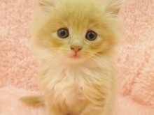 ☆仲間入りしました☆