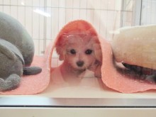 ☆赤ずきんちゃん☆