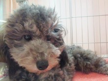 ☆トイプー君☆