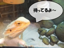 今日のポチたま(*^ω^*)