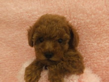 新メンバー( ´艸｀)