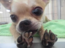 ポチたま(*ﾟ∀ﾟ*)