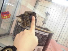 タッチ(*^ω^*人*^ω^*)