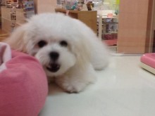 今日のポチたま(*ﾟ▽ﾟ*)