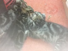 ポチたま(`・ω・´)