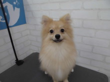 ポメくん(*≧∀≦*)