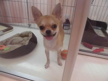 チワワ君の一面(´∀｀)♥♥