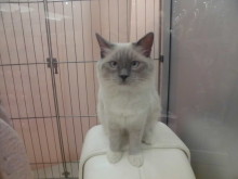 今日のポチたま☆