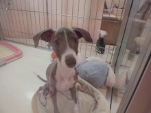 イタグレ君(๑≧౪≦)てへぺろ